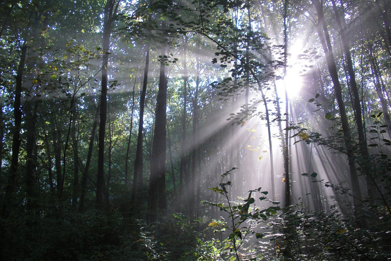 Forêt de la Hardt Alsace