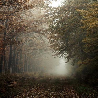 foret hardt Alsace Haut-Rhin